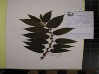 Herbarium sample